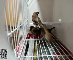 Isabelitas,mandarinos y picos de plata - 3