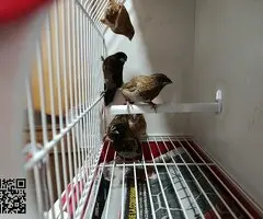 Isabelitas,mandarinos y picos de plata - 4