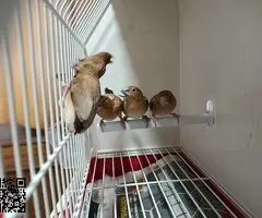 Isabelitas,mandarinos y picos de plata - 5