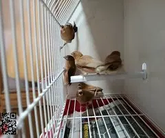 Isabelitas,mandarinos y picos de plata - 6