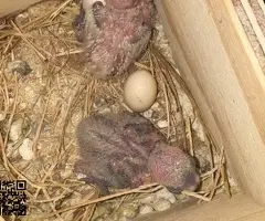 Agapornis papilleros - 2