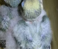 Agapornis papilleros