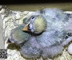 Agapornis papilleros - 3