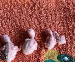 Agapornis papilleros