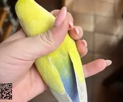 Agapornis papilleros - 3