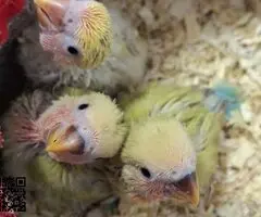 Agapornis papilleros (roseicollis)