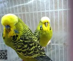 Periquitos ingleses ( pareja )