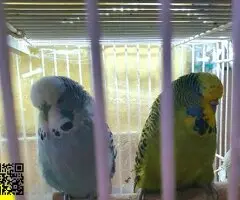 Periquitos ingleses ( pareja ) - 2