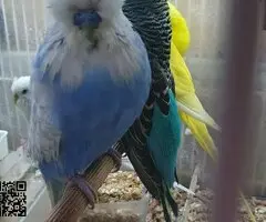 Periquitos ingleses ( pareja ) - 3