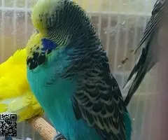 Periquitos ingleses ( pareja ) - 4