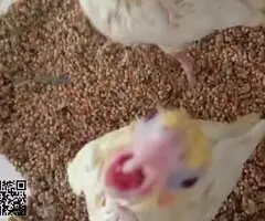 NINFAS PAPILLERAS 605205257