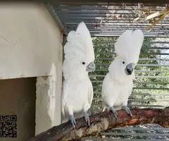 Papilleros de Cacatuas alba