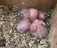 Agapornis personata papilleros