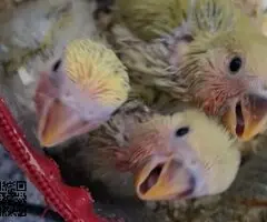 Agapornis papilleros roseicollis - 2