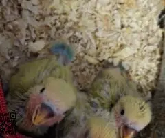 Agapornis papilleros roseicollis - 4