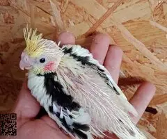 Ninfas papillera - 2