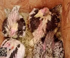 Ninfas papillera - 3