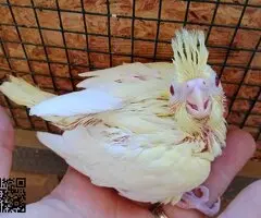 Ninfas papillera - 4