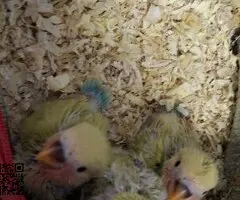 Agaporni papillero (Rosicolis)