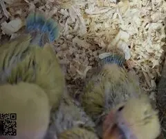 Agaporni papillero (Rosicolis) - 2