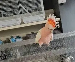 Samec kakadu velkého mitchellského