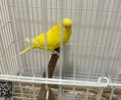 Pareja de periquito - 2