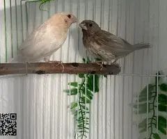 Trío isabelitas del japón - 2