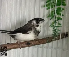 Trío isabelitas del japón - 3