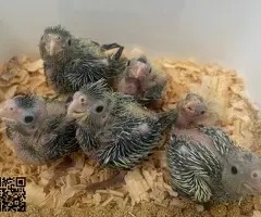 Ninfas papilleras disponibles