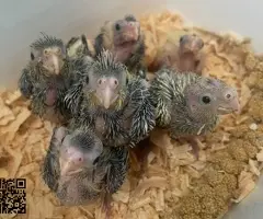 Ninfas papilleras disponibles - 2