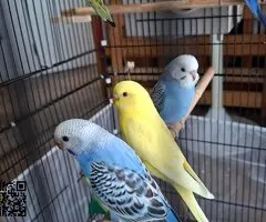 Se ceden periquitos jóvenes