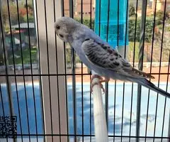 Se ceden periquitos jóvenes - 3