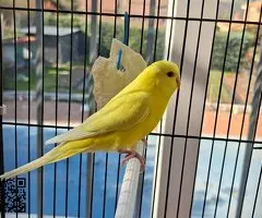 Se ceden periquitos jóvenes - 4