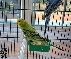 Se ceden periquitos jóvenes - 5