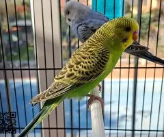 Se ceden periquitos jóvenes - 6