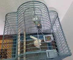 NINFA MACHO CON JAULA - 2