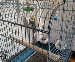 NINFA MACHO CON JAULA - 3