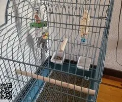 NINFA MACHO CON JAULA - 4