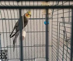 NINFA MACHO CON JAULA - 5