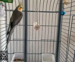 NINFA MACHO CON JAULA - 6