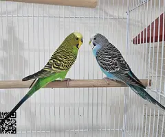 Vendo pareja de periquitos machos y adultos