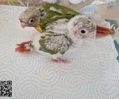 Pyrrhura piña papillera