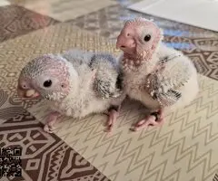 Pyrrhura piña e hipoxanta papilleras