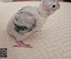 Pyrrhura piña e hipoxanta papilleras - 2