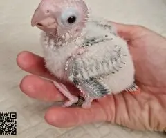 Pyrrhura piña e hipoxanta papilleras - 3