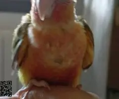 Pyrrhuras papilleras - 2