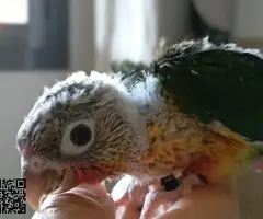 Pyrrhuras papilleras - 3