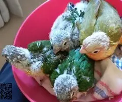 Pyrrhuras papilleras