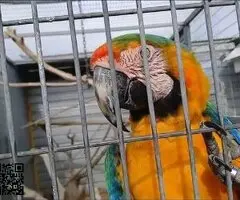 Pareja guacamayos hibridos ara catalina x ara miligold