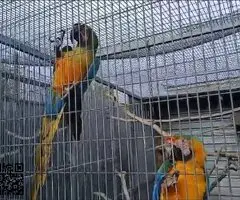 Pareja guacamayos hibridos ara catalina x ara miligold - 2